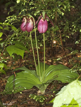 Cypripedium acaule